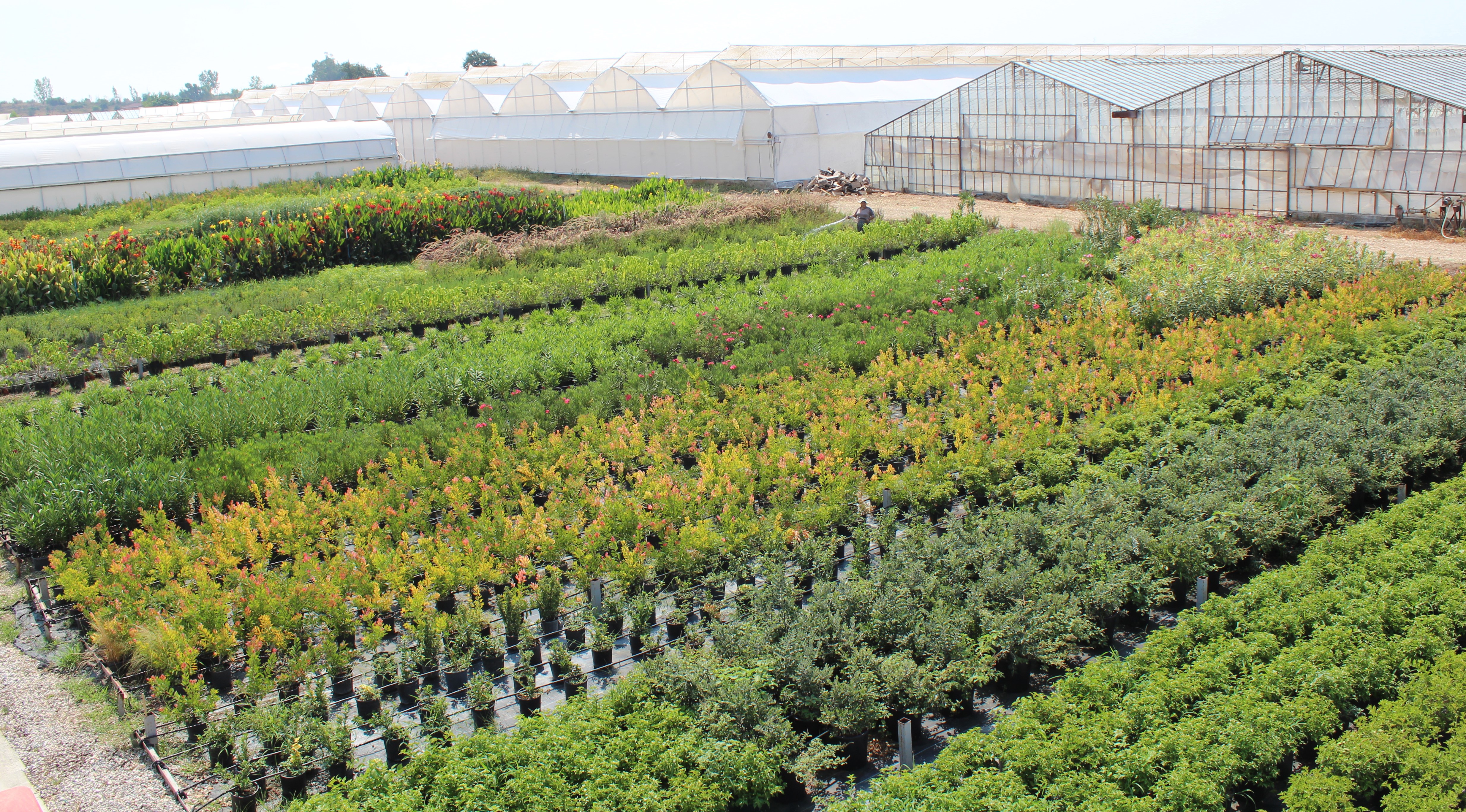 TÜRKTOB’dan “Yerli Bitki Kullanın” Çağrısı